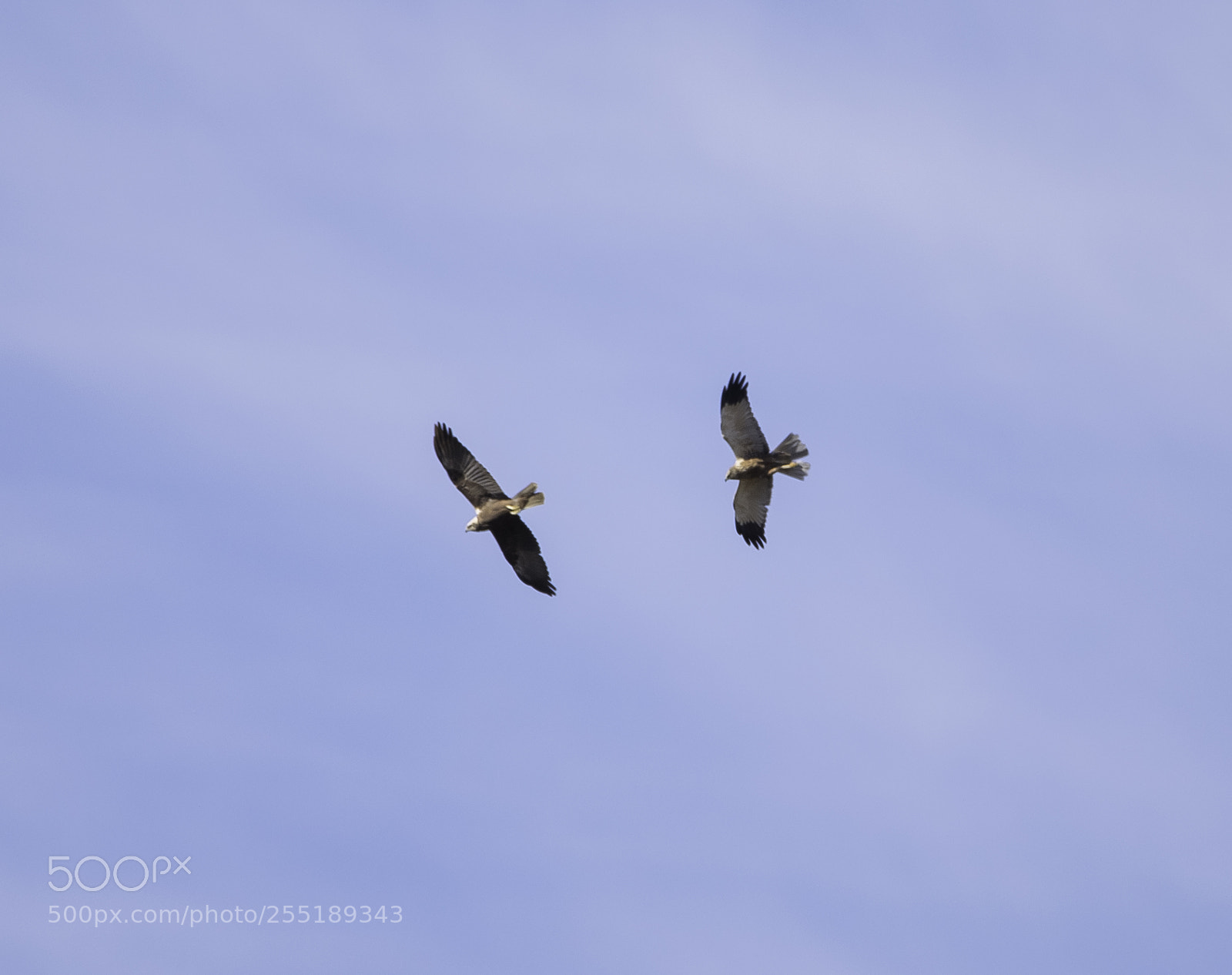 Nikon D5300 sample photo. Marsh harrier couple brun photography