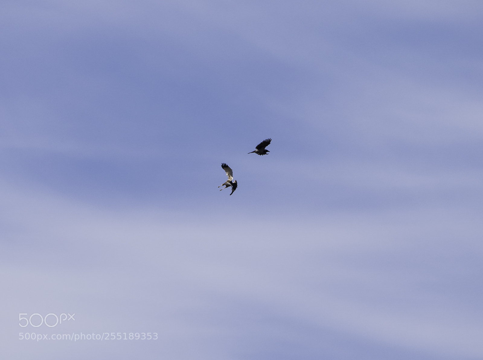 Nikon D5300 sample photo. Marsh harrier crow bruk photography