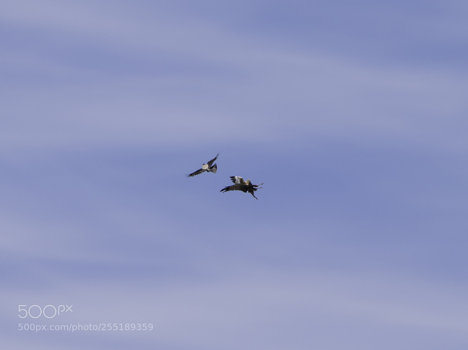 Nikon D5300 sample photo. Marsh harrier crow brun photography