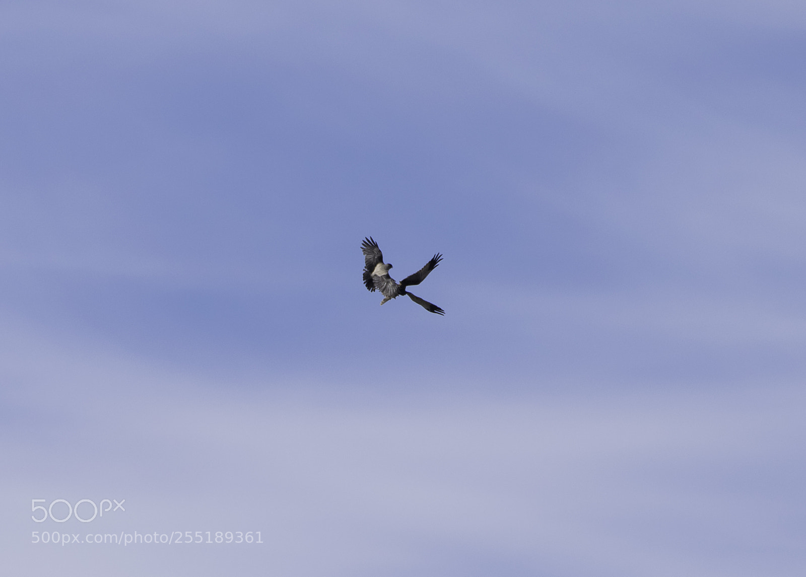Nikon D5300 sample photo. Marsh harrier crow brun photography