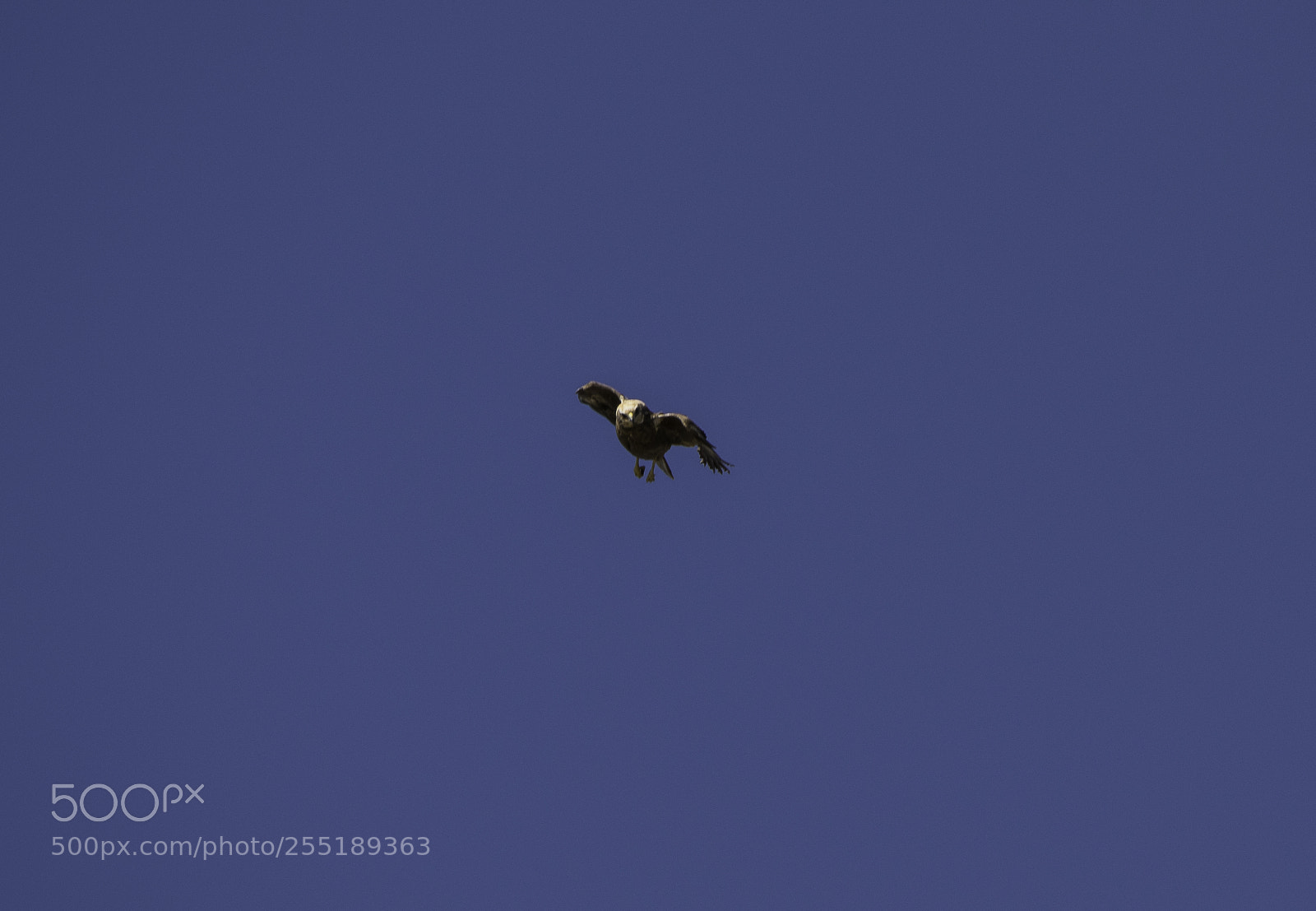 Nikon D5300 sample photo. Marsh harrier female bruk photography
