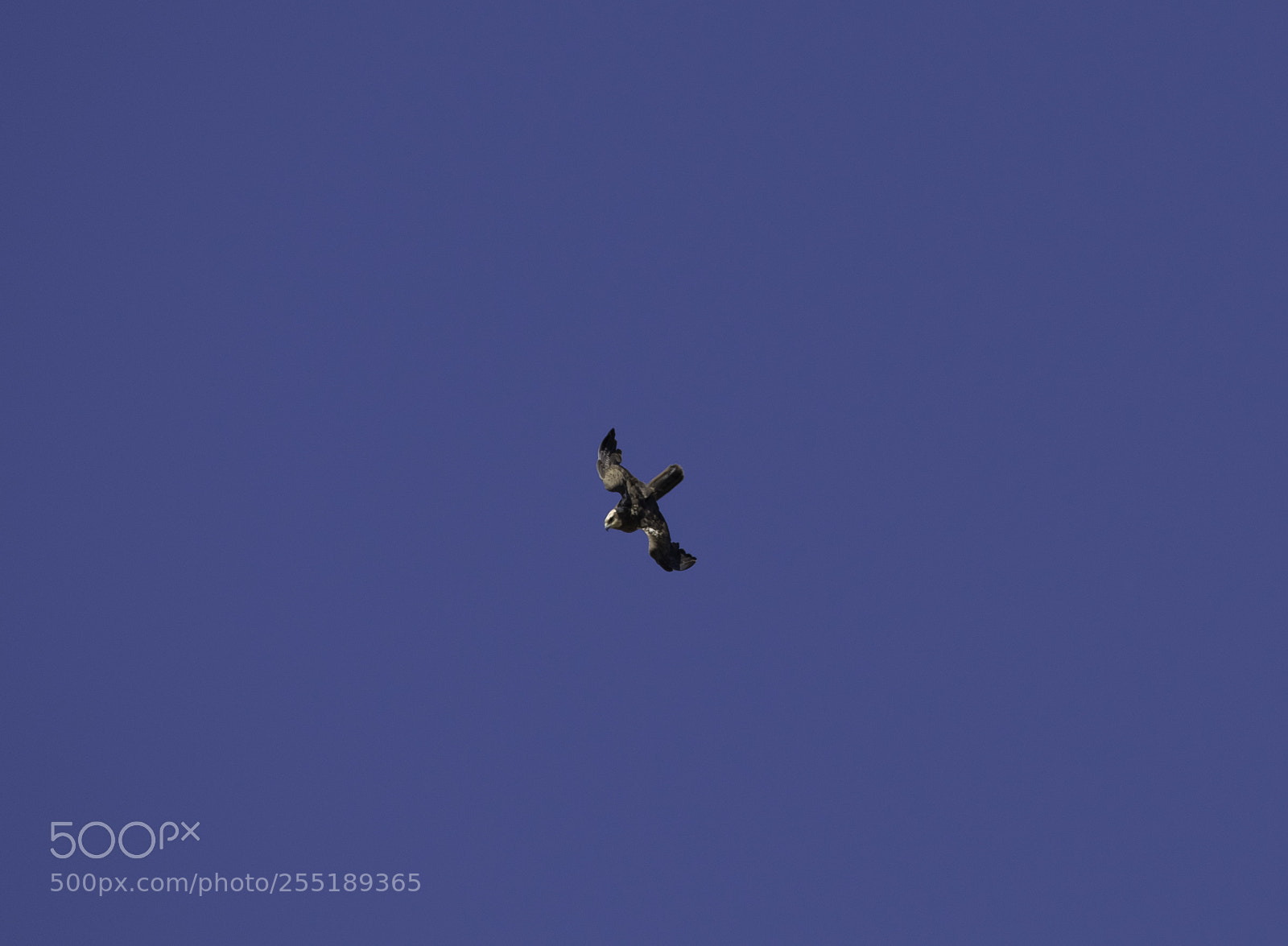 Nikon D5300 sample photo. Marsh harrier female brun photography