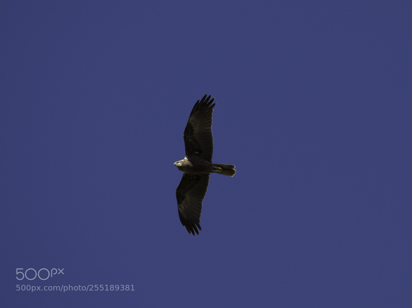 Nikon D5300 sample photo. Marsh harrier female brun photography