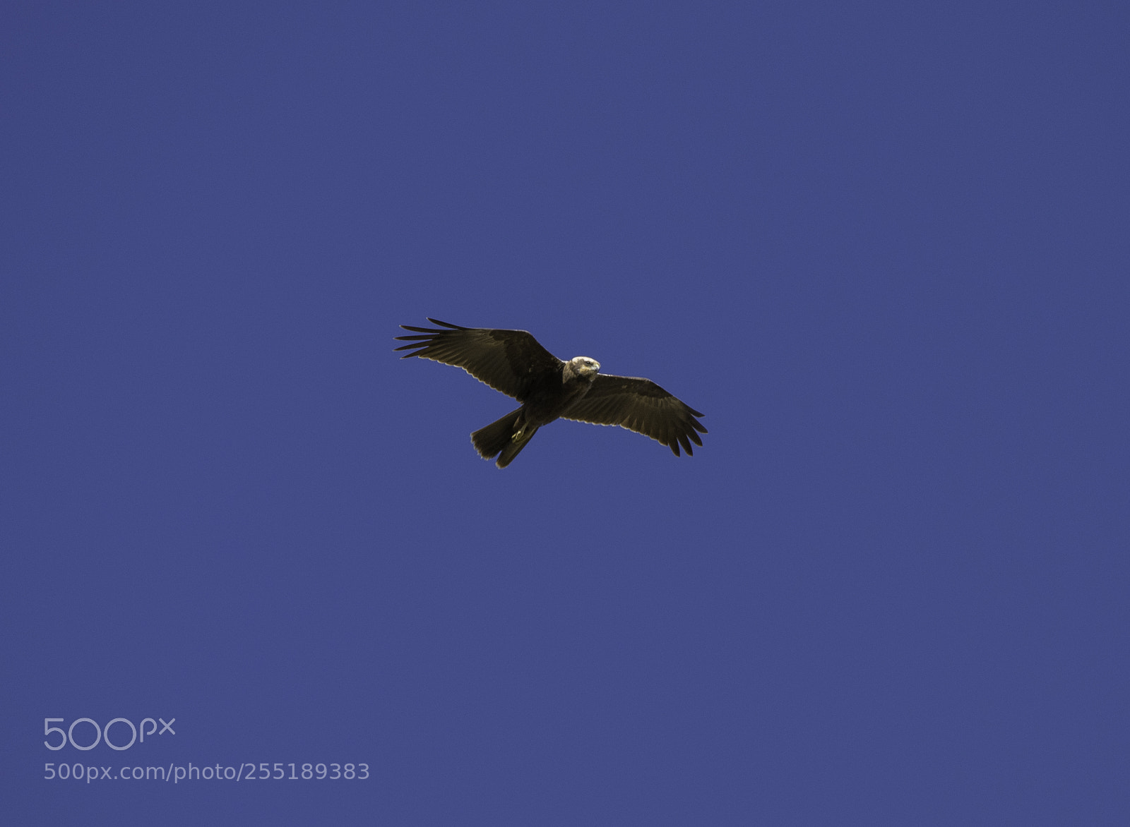 Nikon D5300 sample photo. Marsh harrier female brun photography