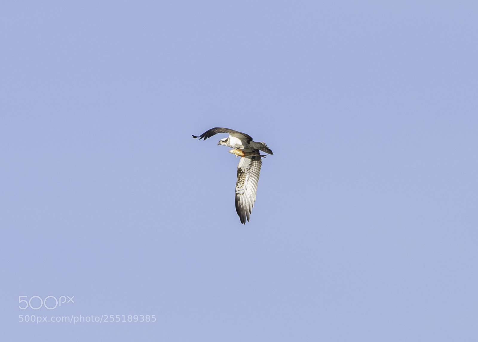 Nikon D5300 sample photo. Osprey fiskgjuse o photography