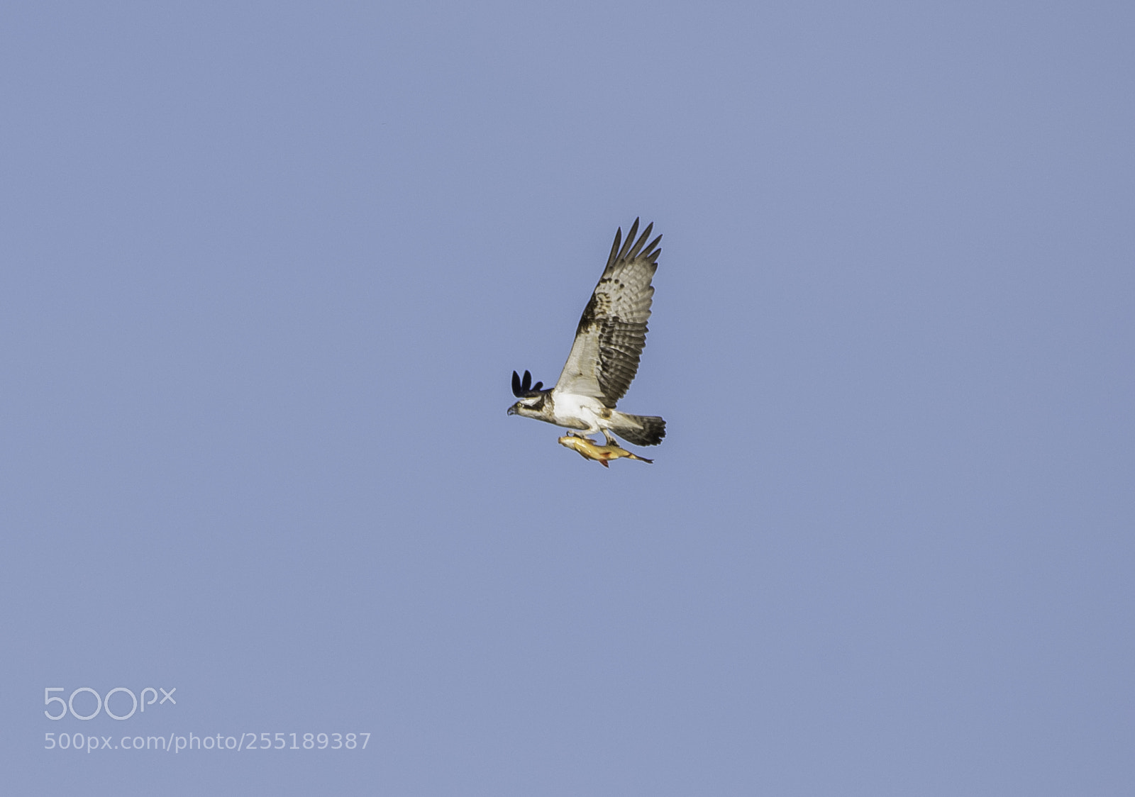 Nikon D5300 sample photo. Osprey fiskgjuse o photography
