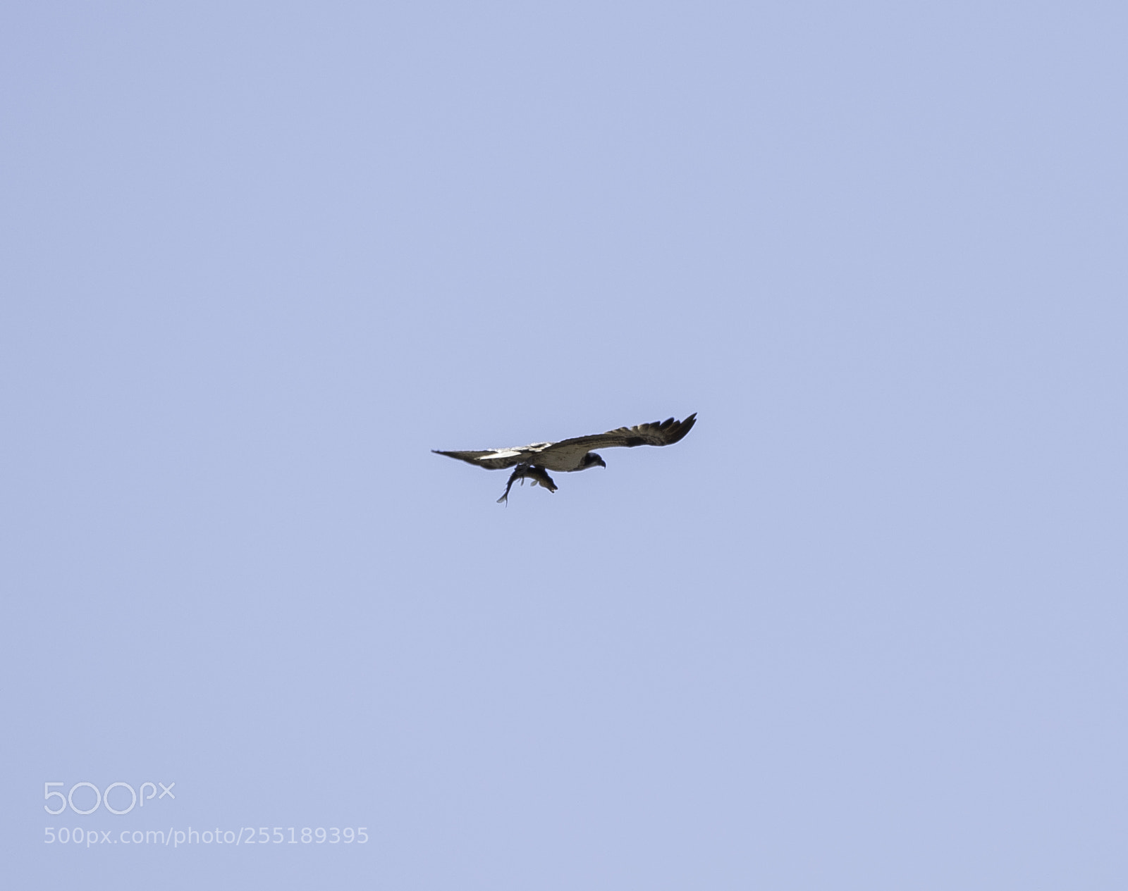 Nikon D5300 sample photo. Osprey fiskgjuse o photography
