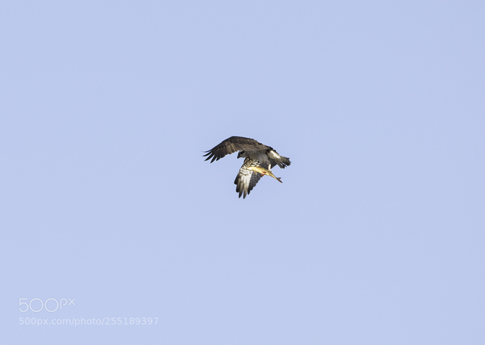 Nikon D5300 sample photo. Osprey fiskgjuse o photography