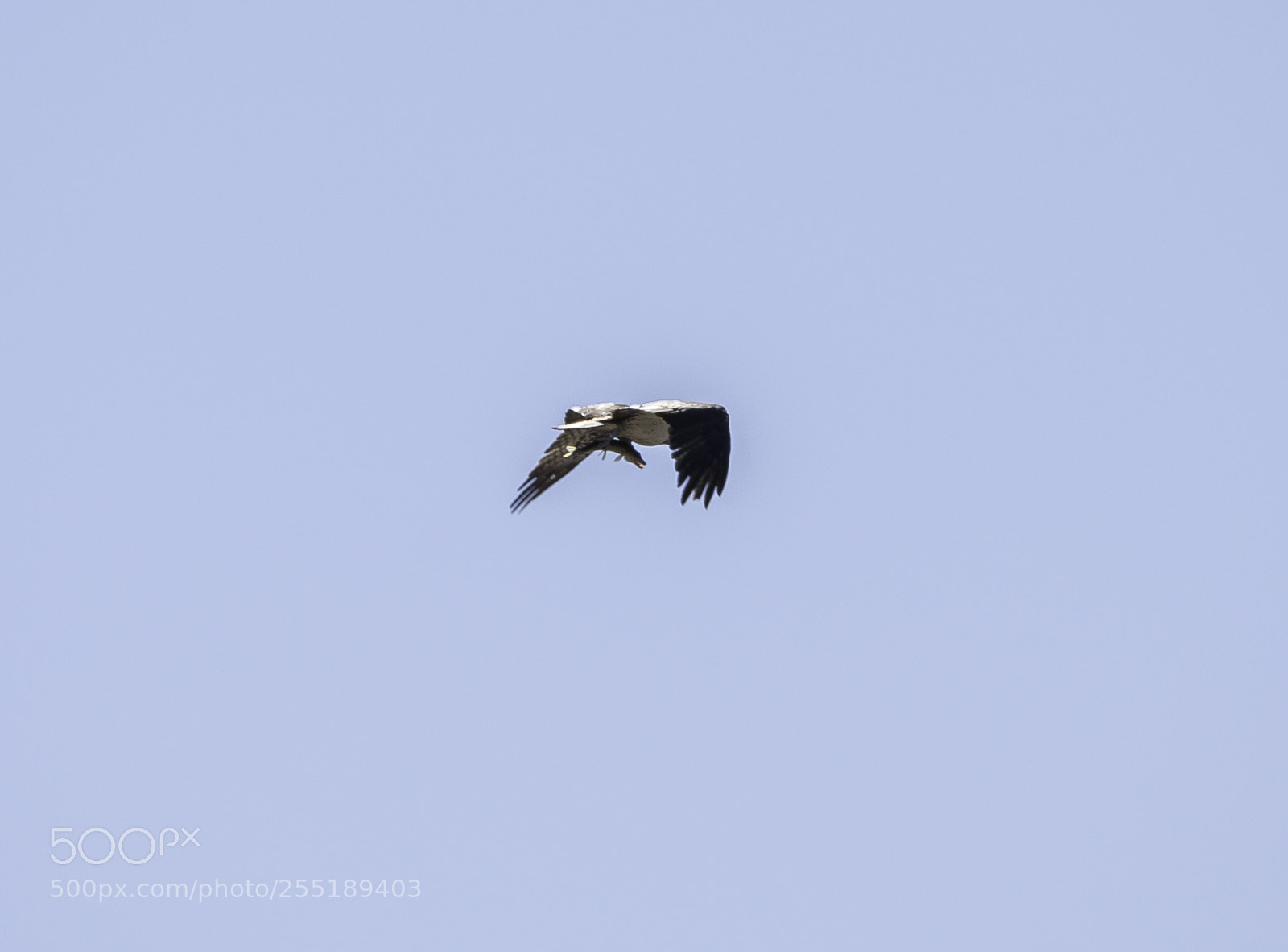 Nikon D5300 sample photo. Osprey fiskgjuse o photography