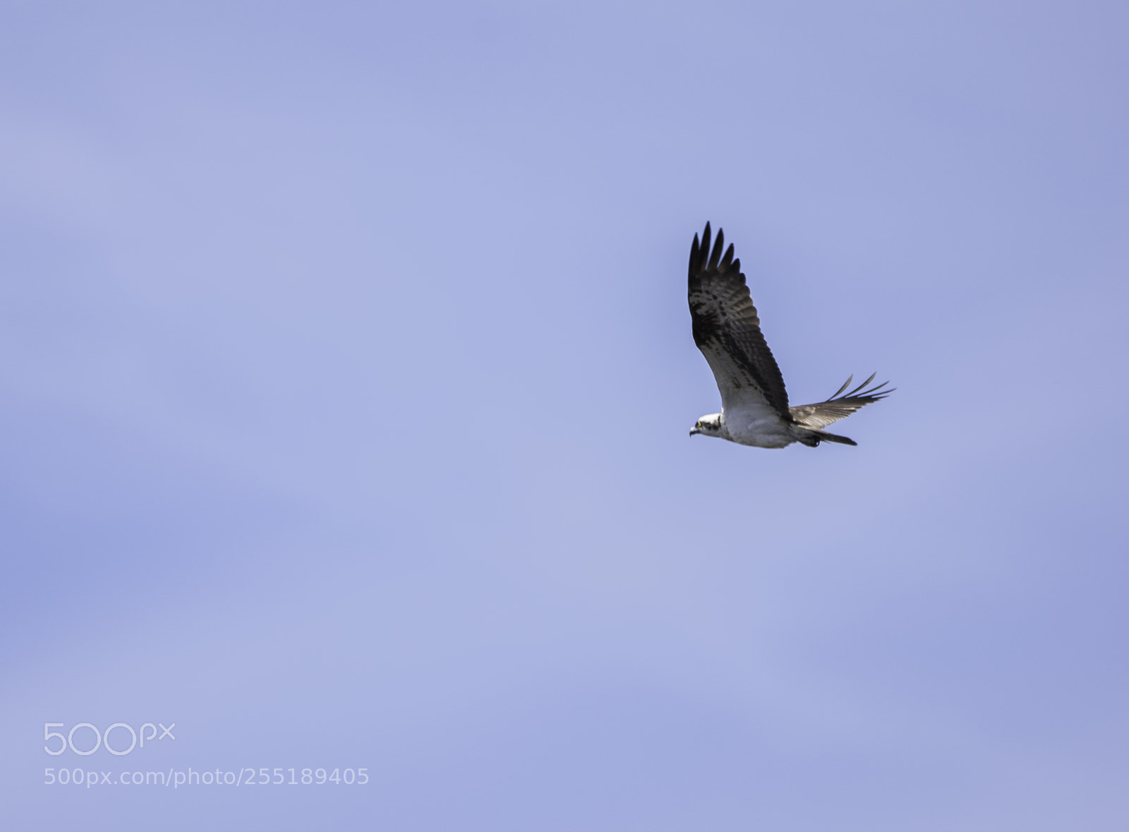 Nikon D5300 sample photo. Osprey fiskgjuse o photography
