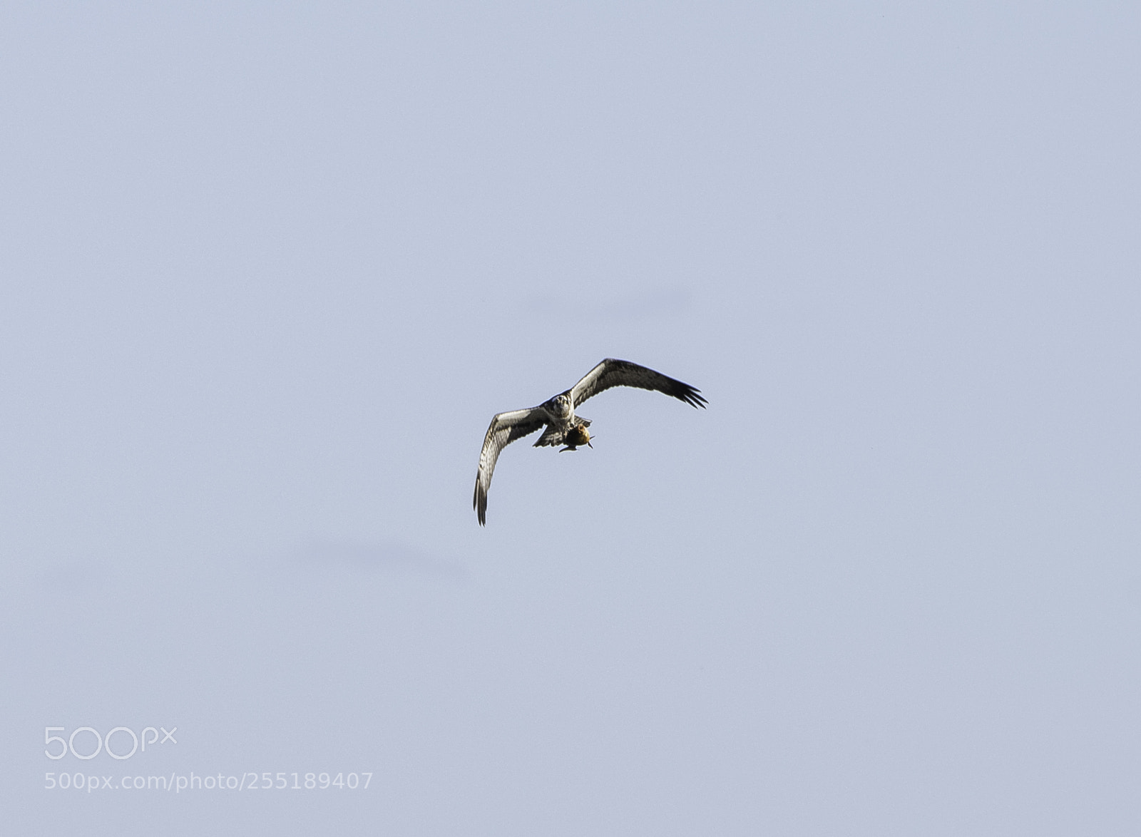 Nikon D5300 sample photo. Osprey fiskgjuse o photography