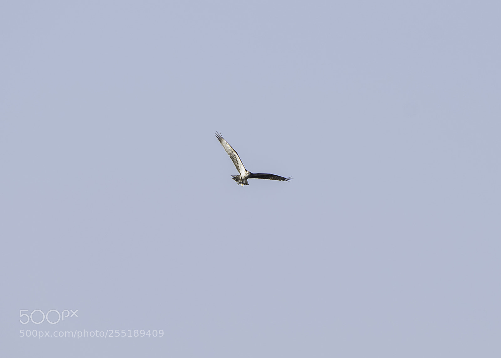 Nikon D5300 sample photo. Osprey fiskgjuse o photography