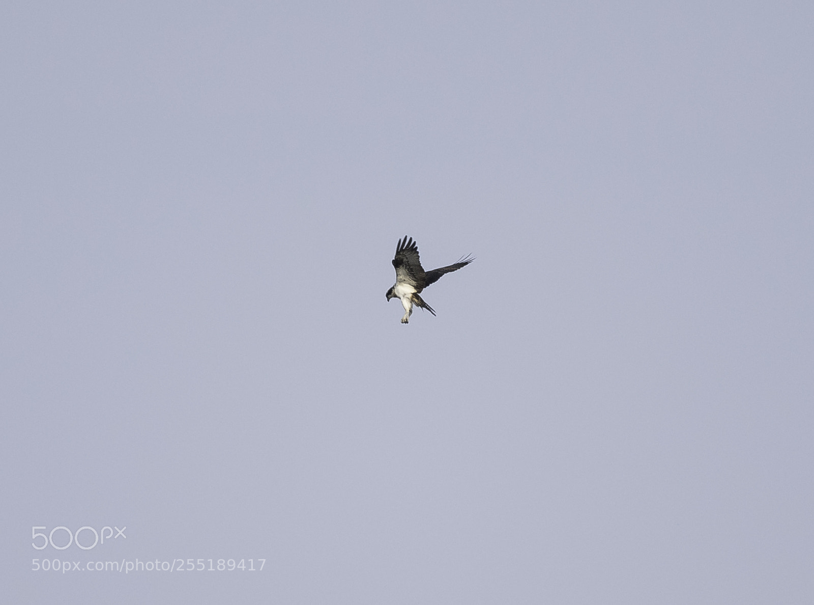 Nikon D5300 sample photo. Osprey fiskgjuse o photography