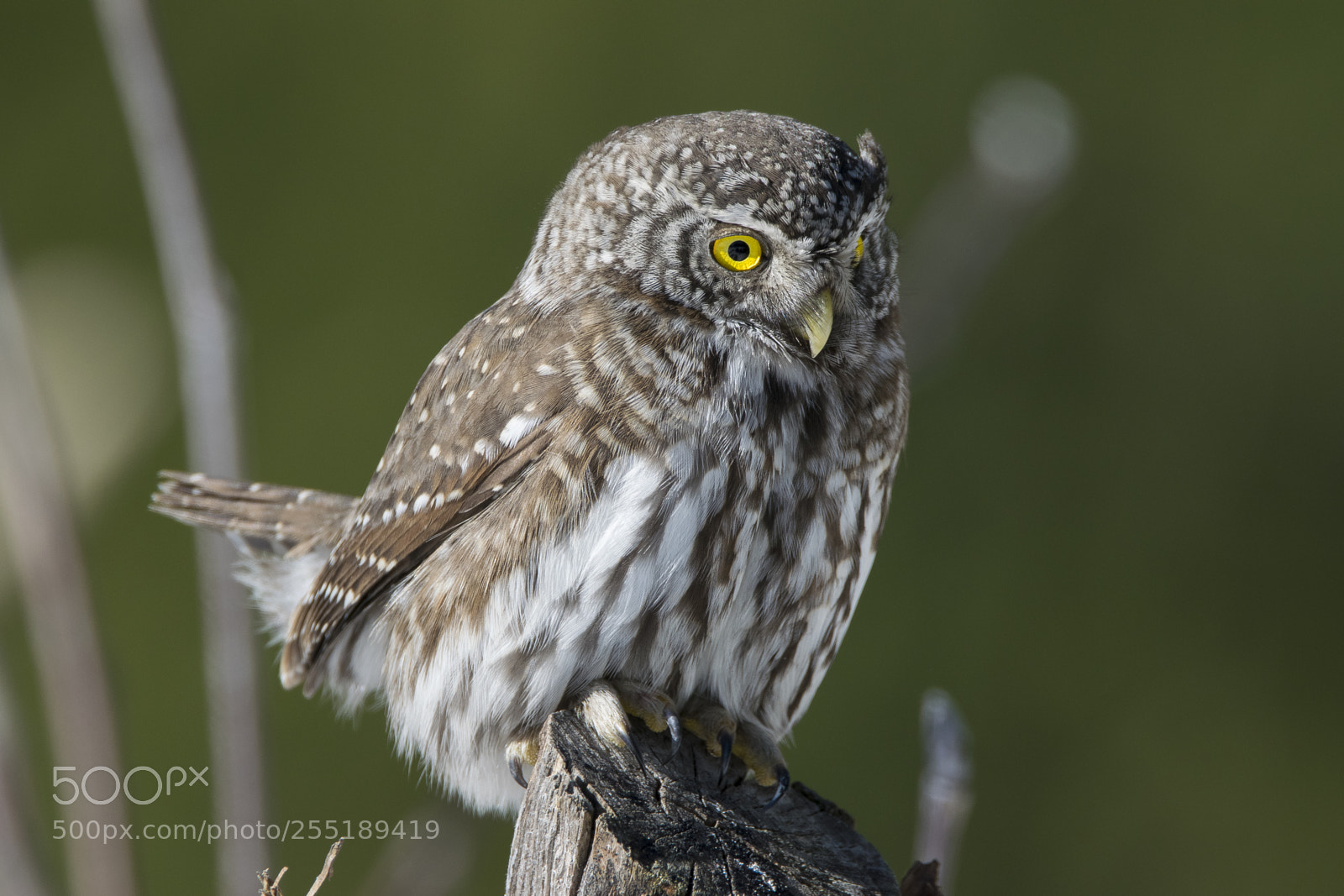 Nikon D5300 sample photo. Pygmyowl sparvuggla o photography