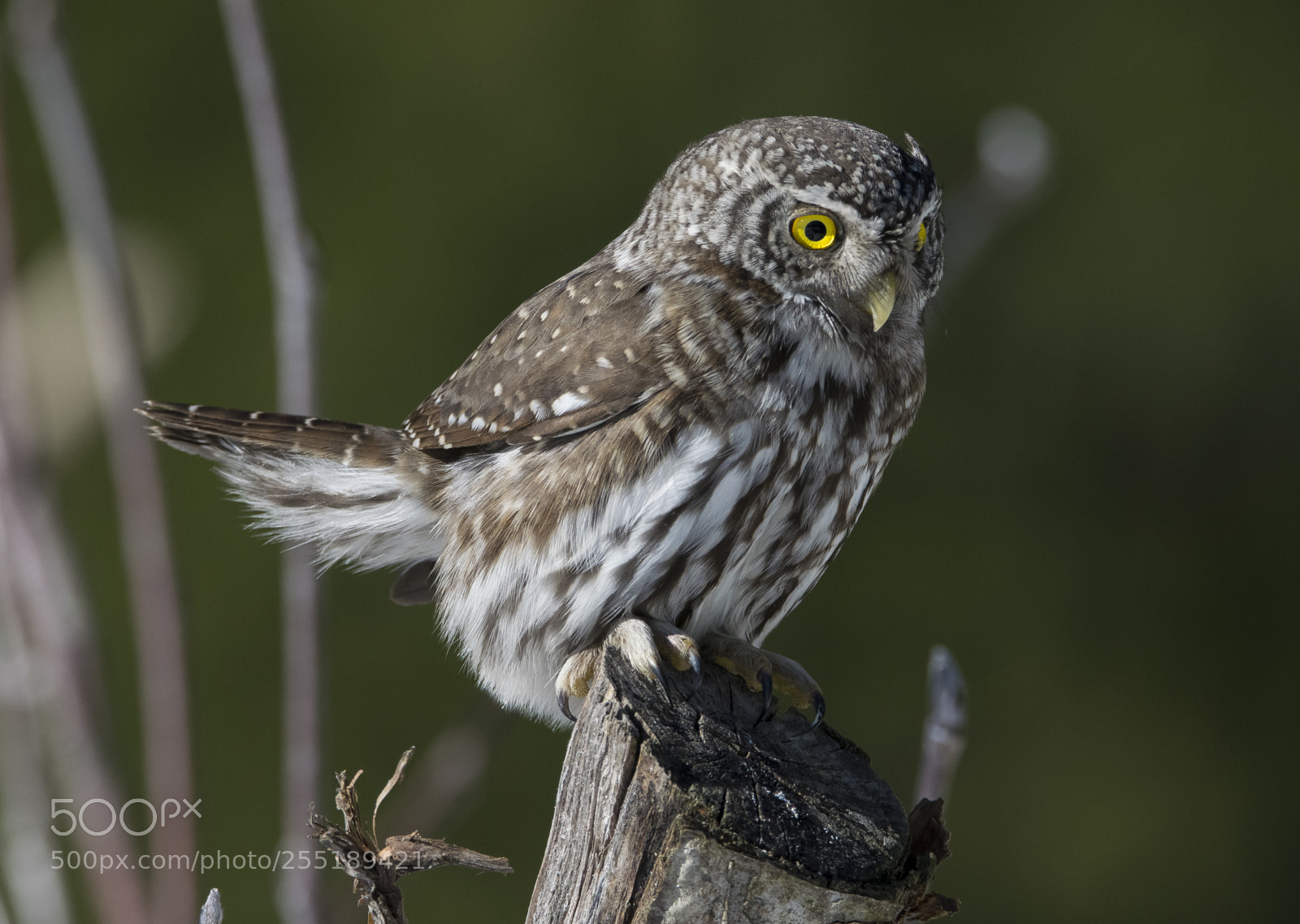 Nikon D5300 sample photo. Pygmyowl sparvuggla o photography