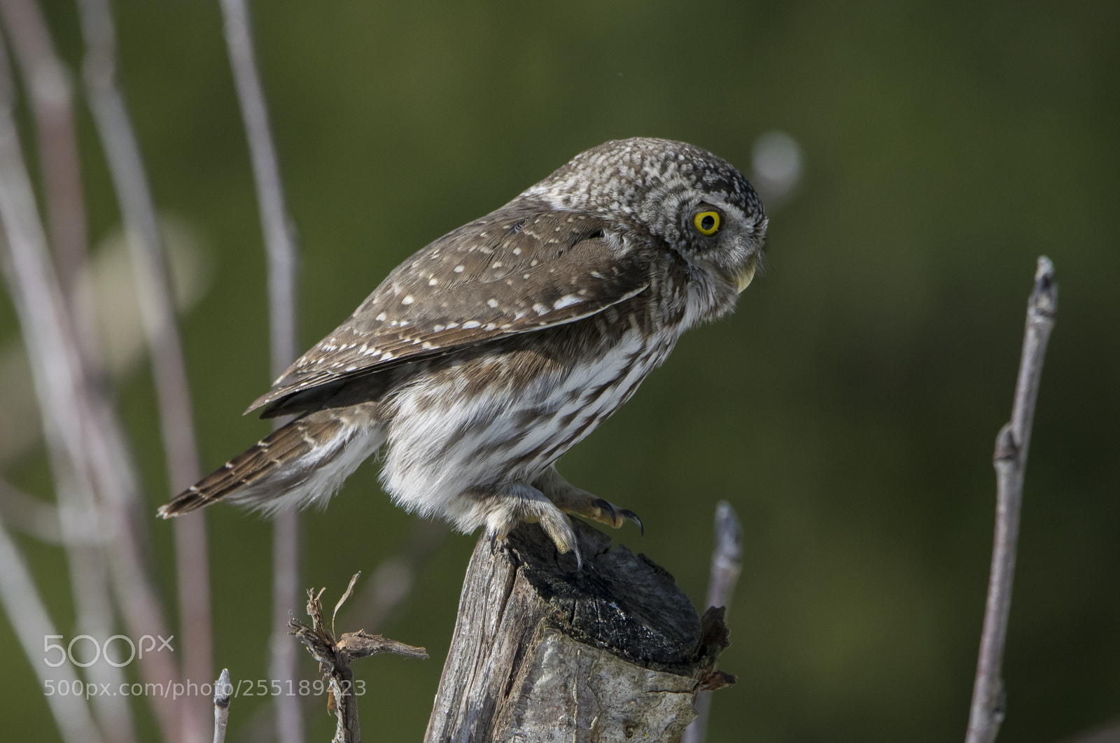 Nikon D5300 sample photo. Pygmyowl sparvuggla o photography