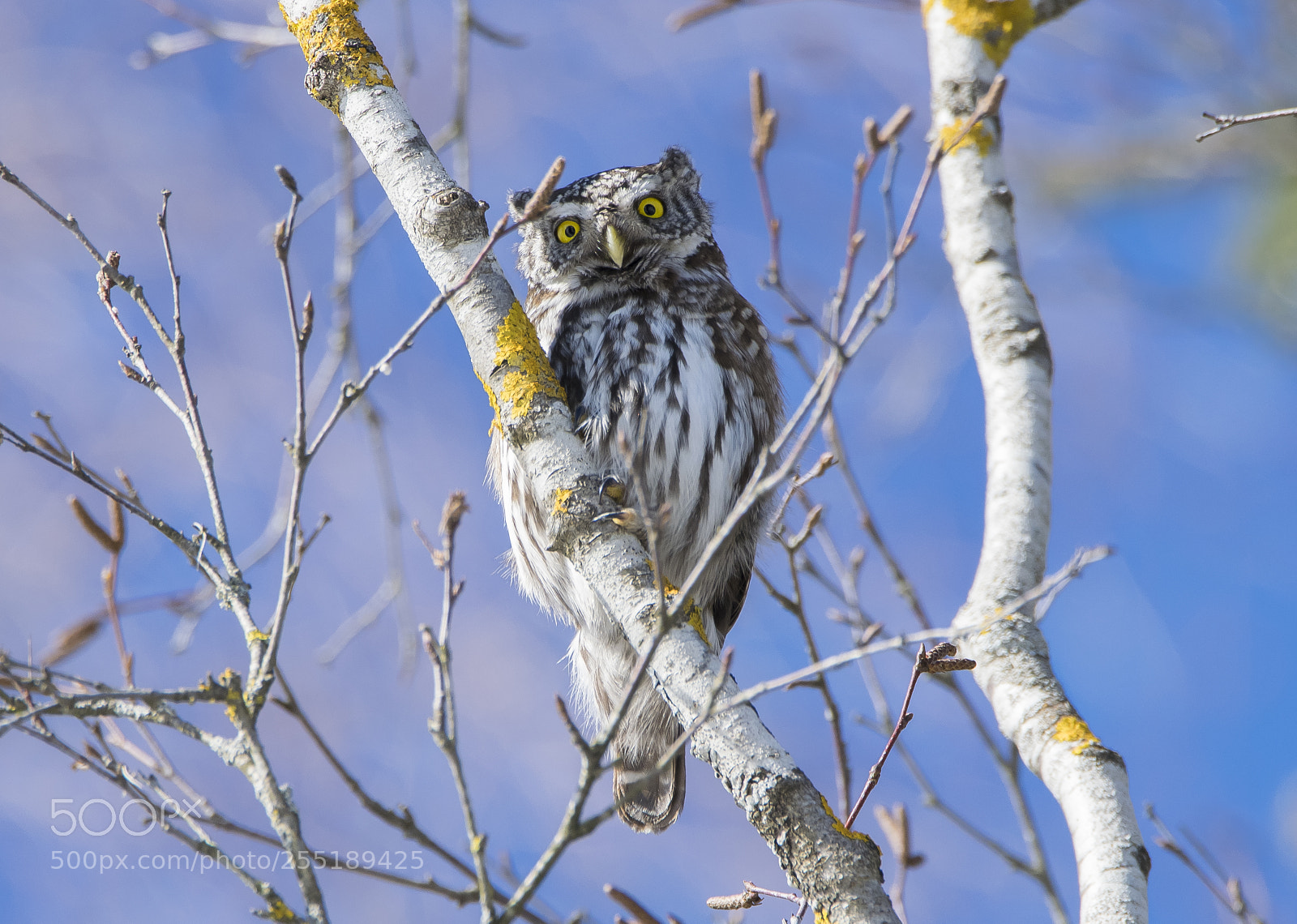 Nikon D5300 sample photo. Pygmyowl sparvuggla o photography