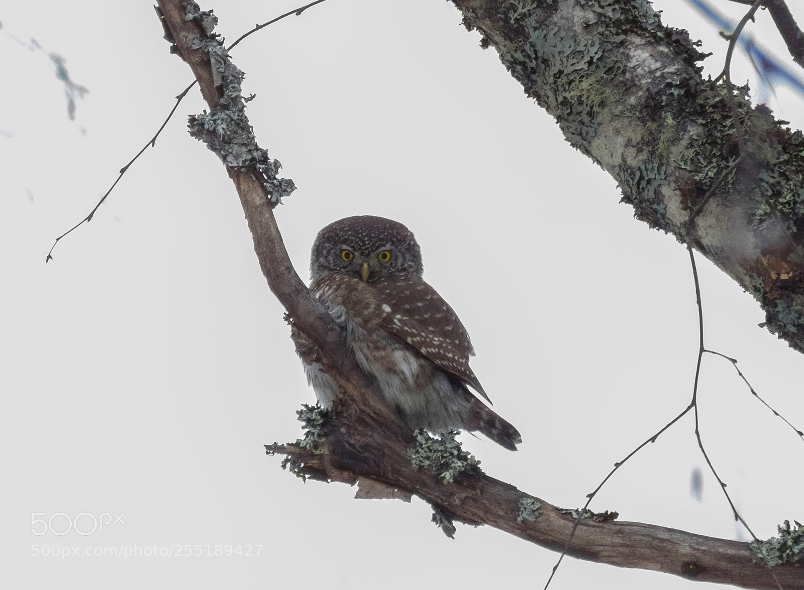 Canon PowerShot SX60 HS sample photo. Pygmyowl sparvuggla o photography
