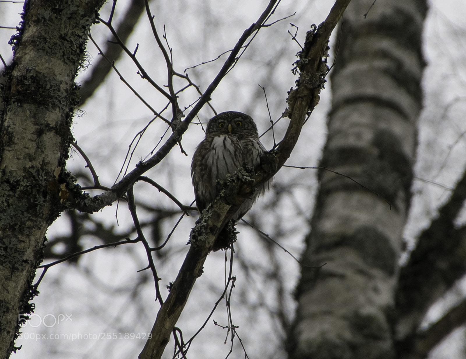 Nikon D5300 sample photo. Pygmyowl sparvuggla o photography
