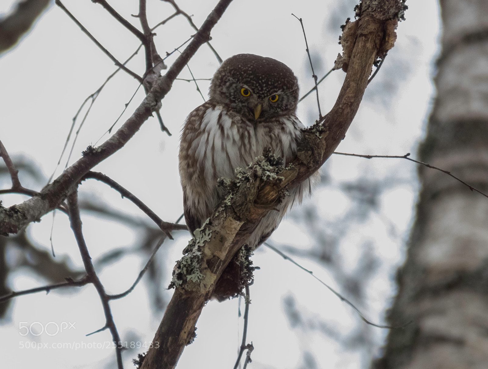 Canon PowerShot SX60 HS sample photo. Pygmyowl sparvuggla o photography