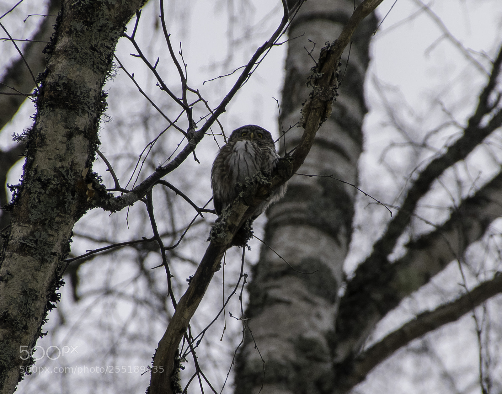 Nikon D5300 sample photo. Pygmyowl sparvuggla o photography