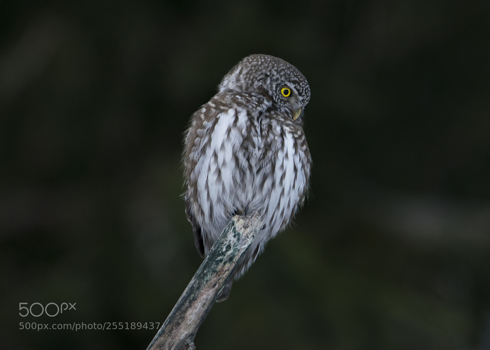 Nikon D5300 sample photo. Pygmyowl sparvuggla o photography