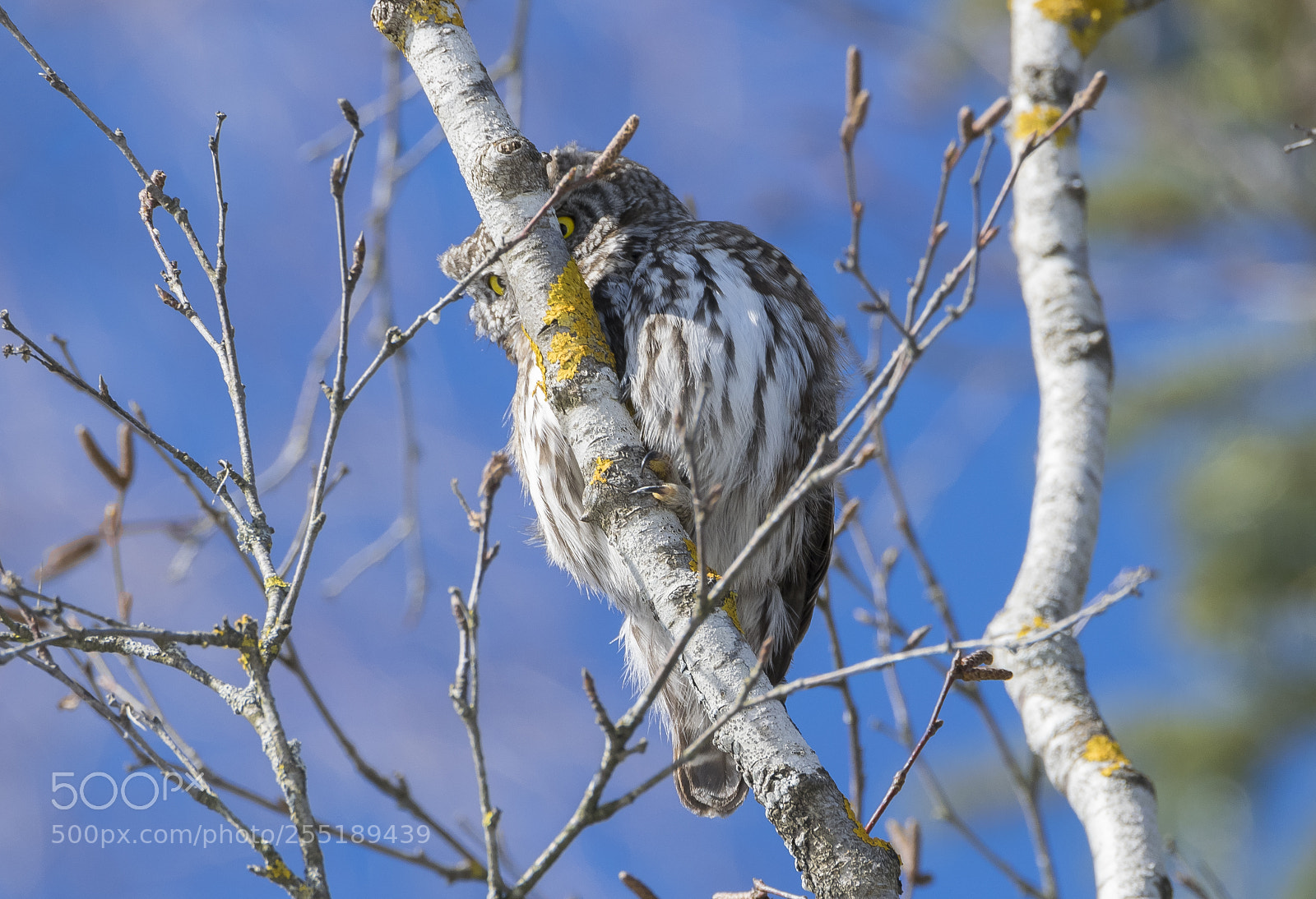 Nikon D5300 sample photo. Pygmyowl sparvuggla o photography