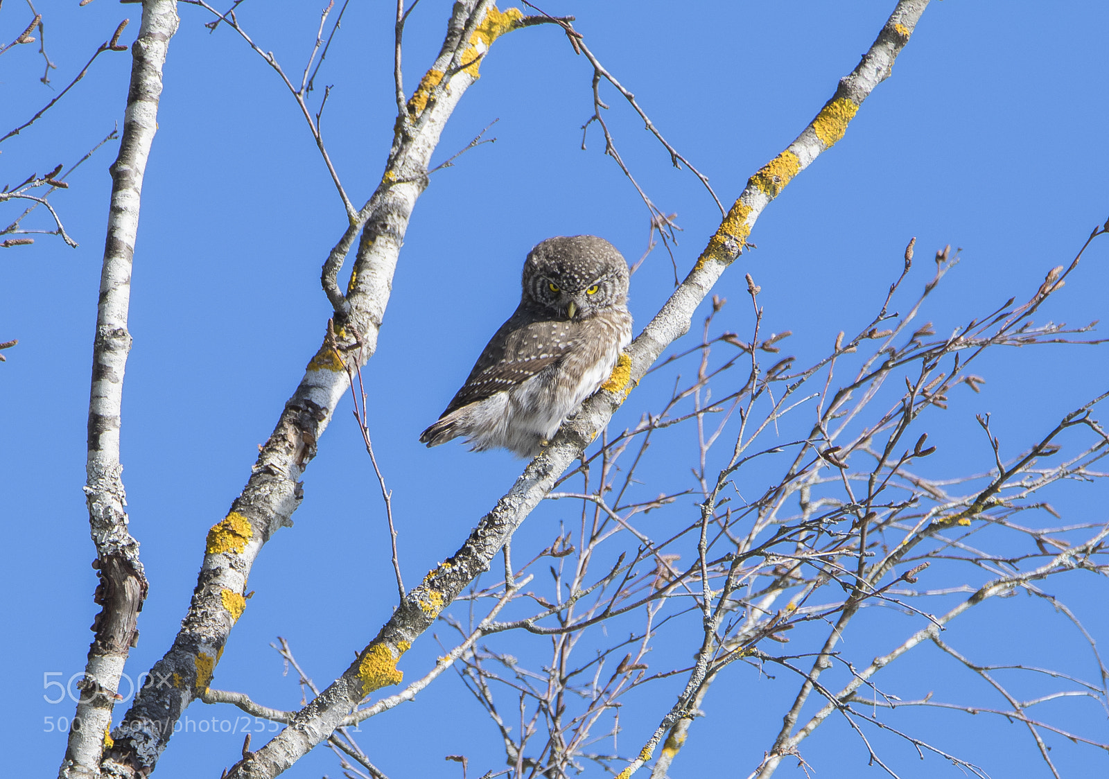 Nikon D5300 sample photo. Pygmyowl sparvuggla o photography