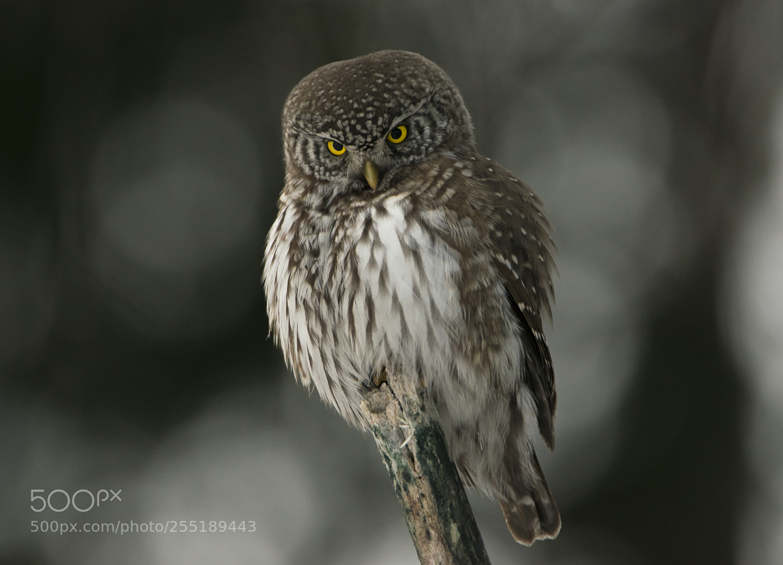 Nikon D5300 sample photo. Pygmyowl sparvuggla o photography