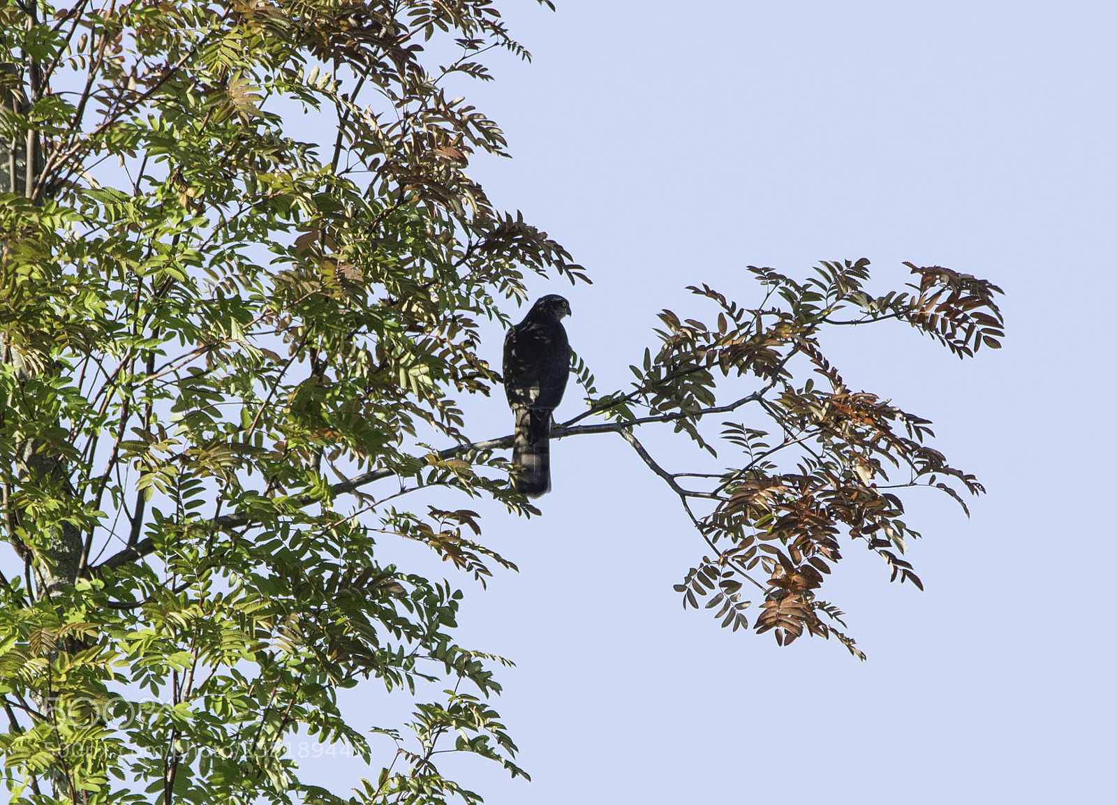 Nikon D5300 sample photo. Sparrowhawk sparvhk o photography