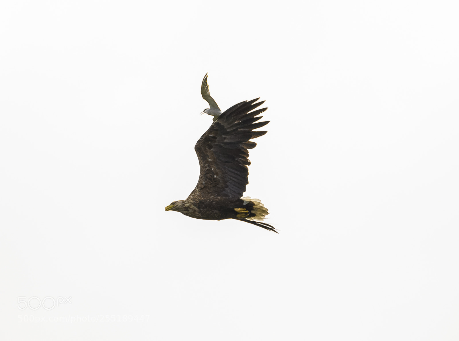 Nikon D5300 sample photo. White tailed eagle havsrn photography