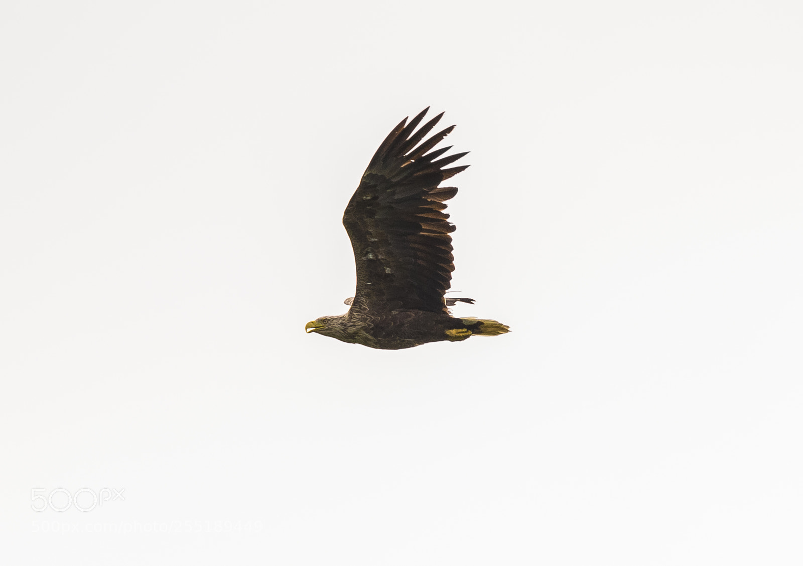 Nikon D5300 sample photo. White tailed eagle havsrn photography