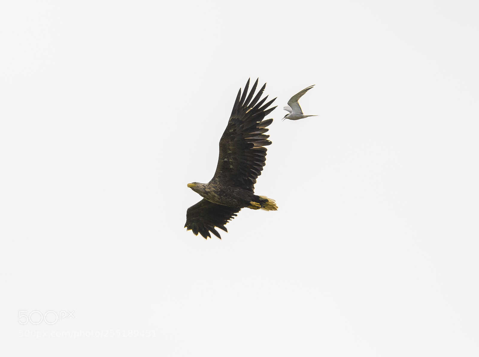 Nikon D5300 sample photo. White tailed eagle havsrn photography