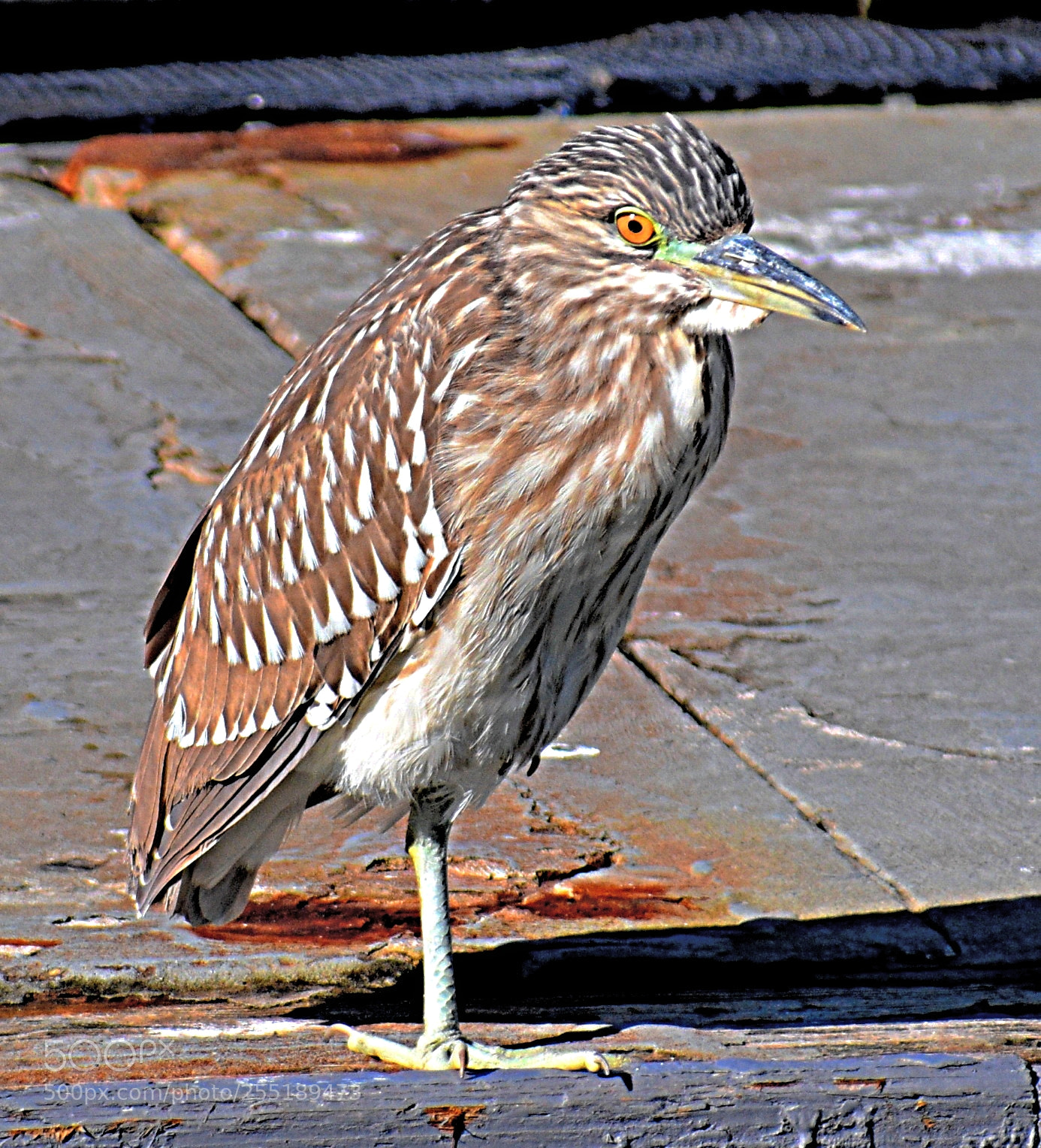 Nikon D7200 sample photo. A brown bird watching photography