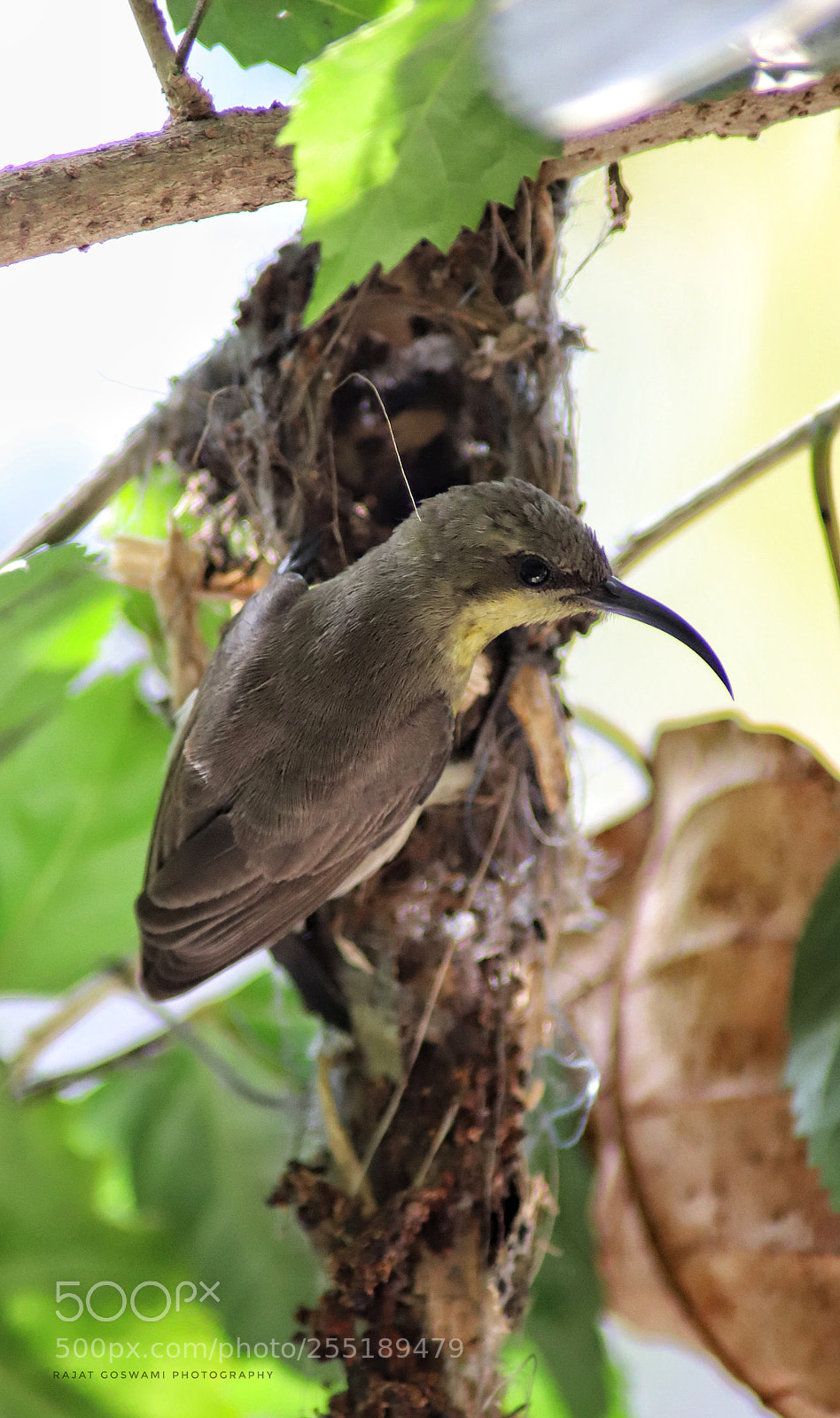 Canon EOS 6D Mark II sample photo. Female sunbird . photography