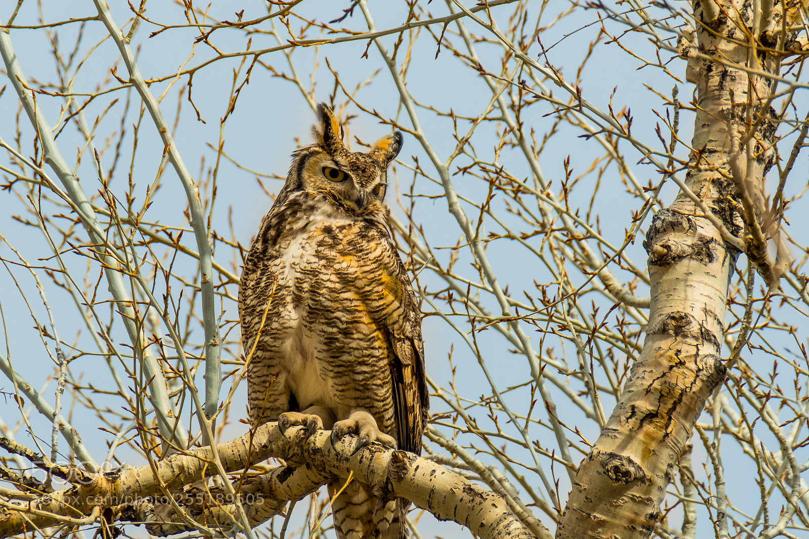 Fujifilm X-T2 sample photo. Talons 2 photography