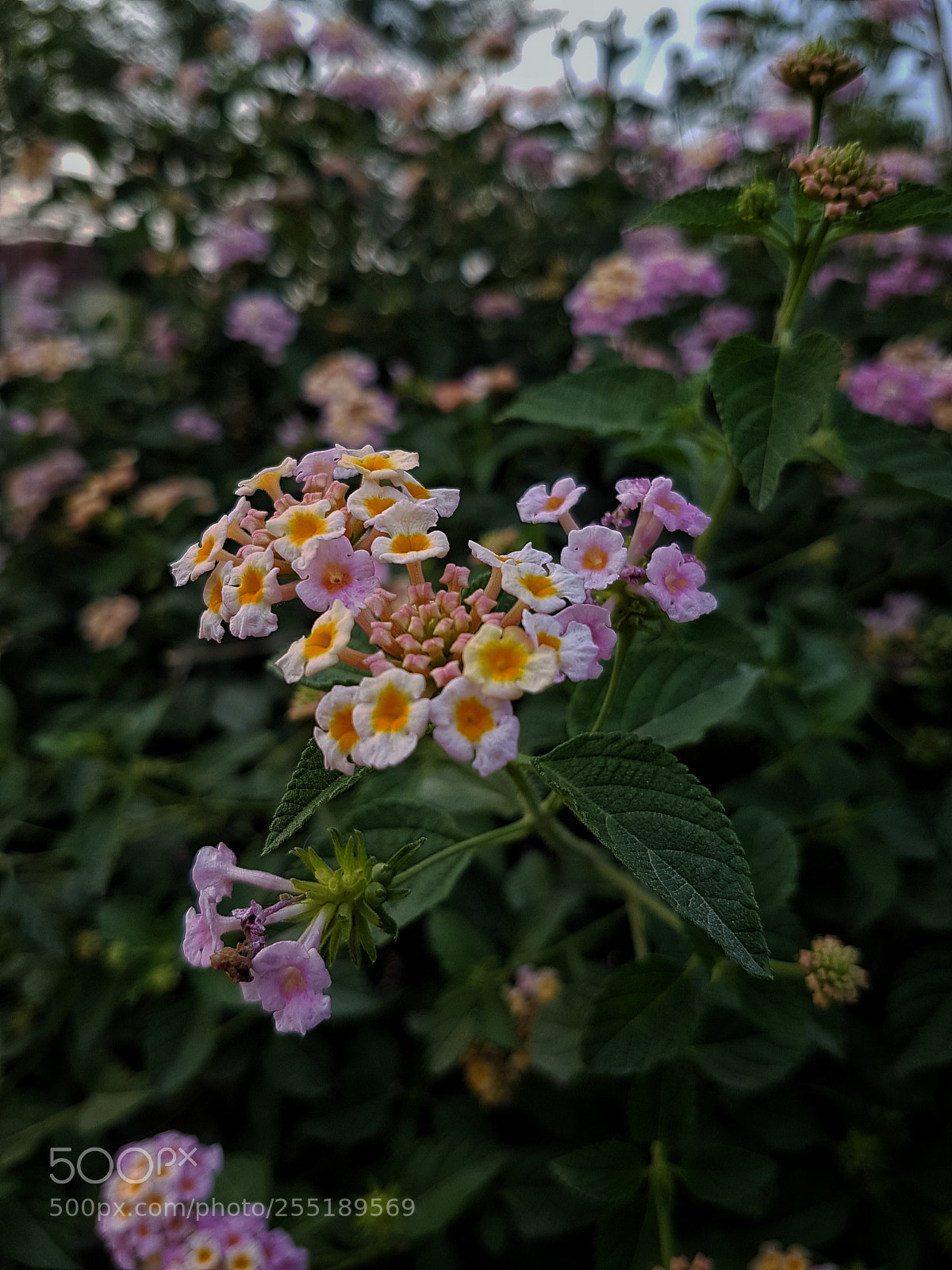 Samsung Galaxy S7 sample photo. Spring photography