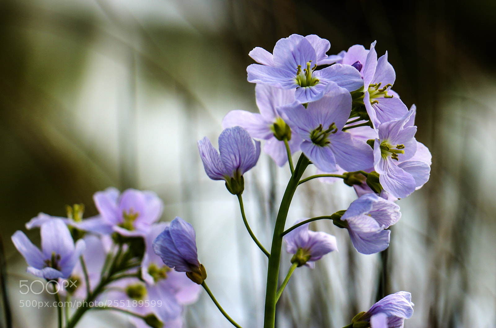 Canon EOS 70D sample photo. Flowers photography