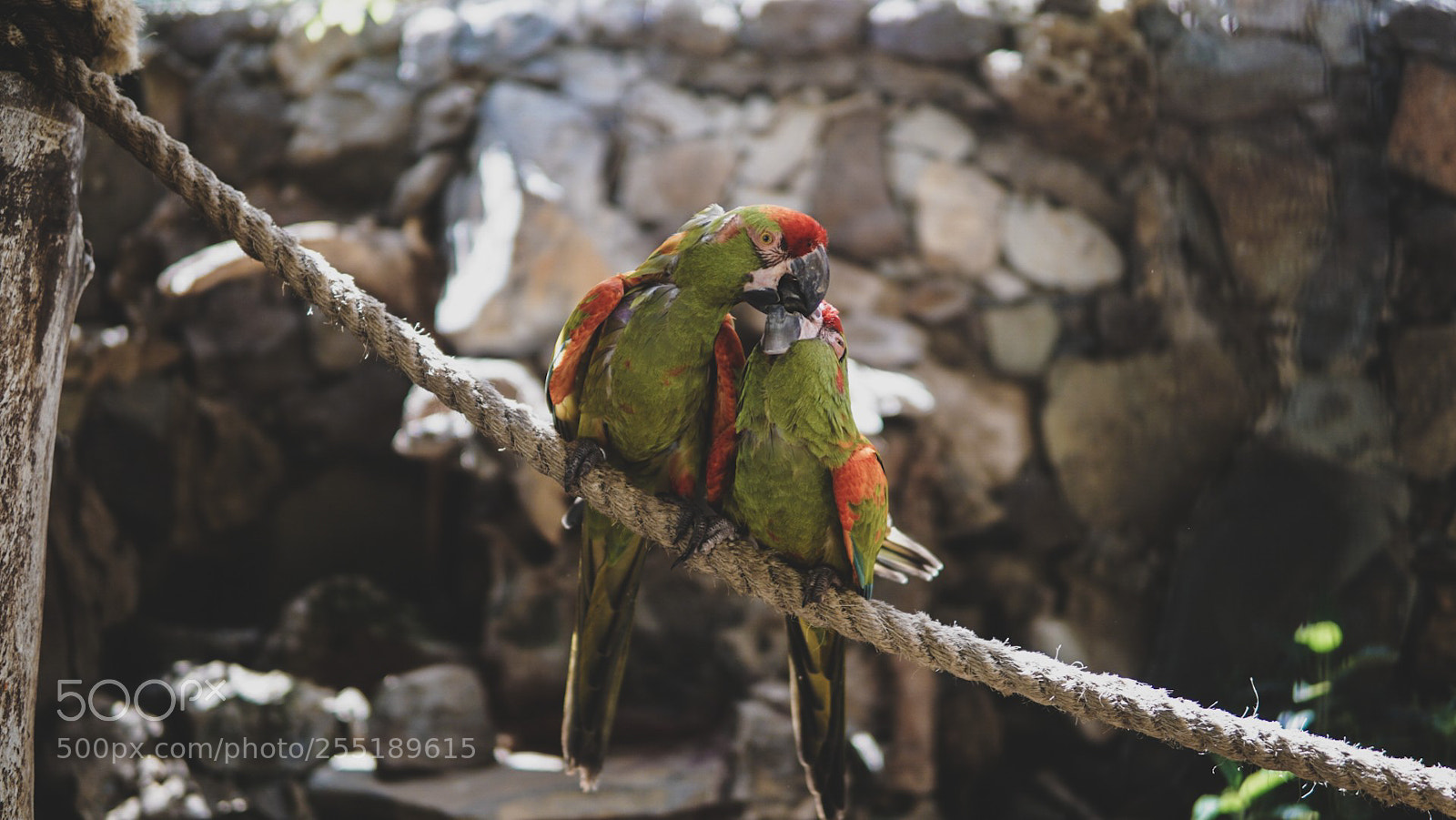 Sony a6000 sample photo. The kiss photography