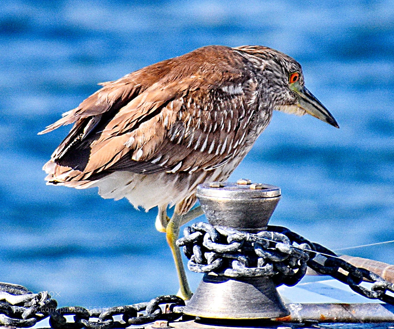 Nikon D7200 sample photo. A brown marine bird photography