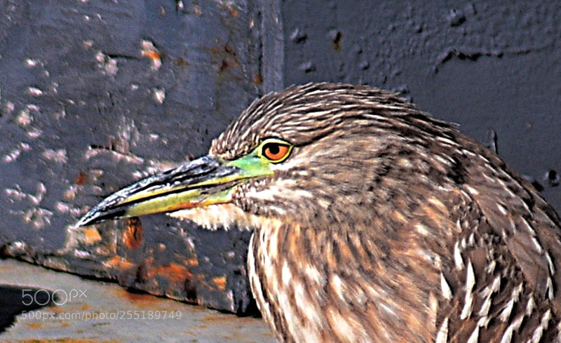 Nikon D7200 sample photo. A brown marine bird photography