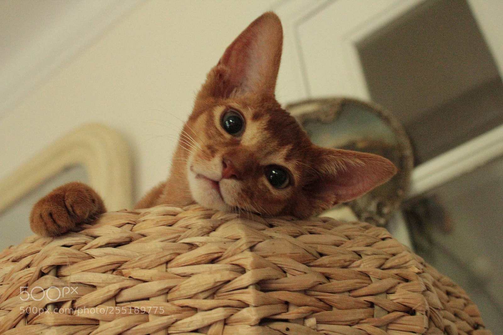 Canon EOS 600D (Rebel EOS T3i / EOS Kiss X5) sample photo. Petit nyle photography