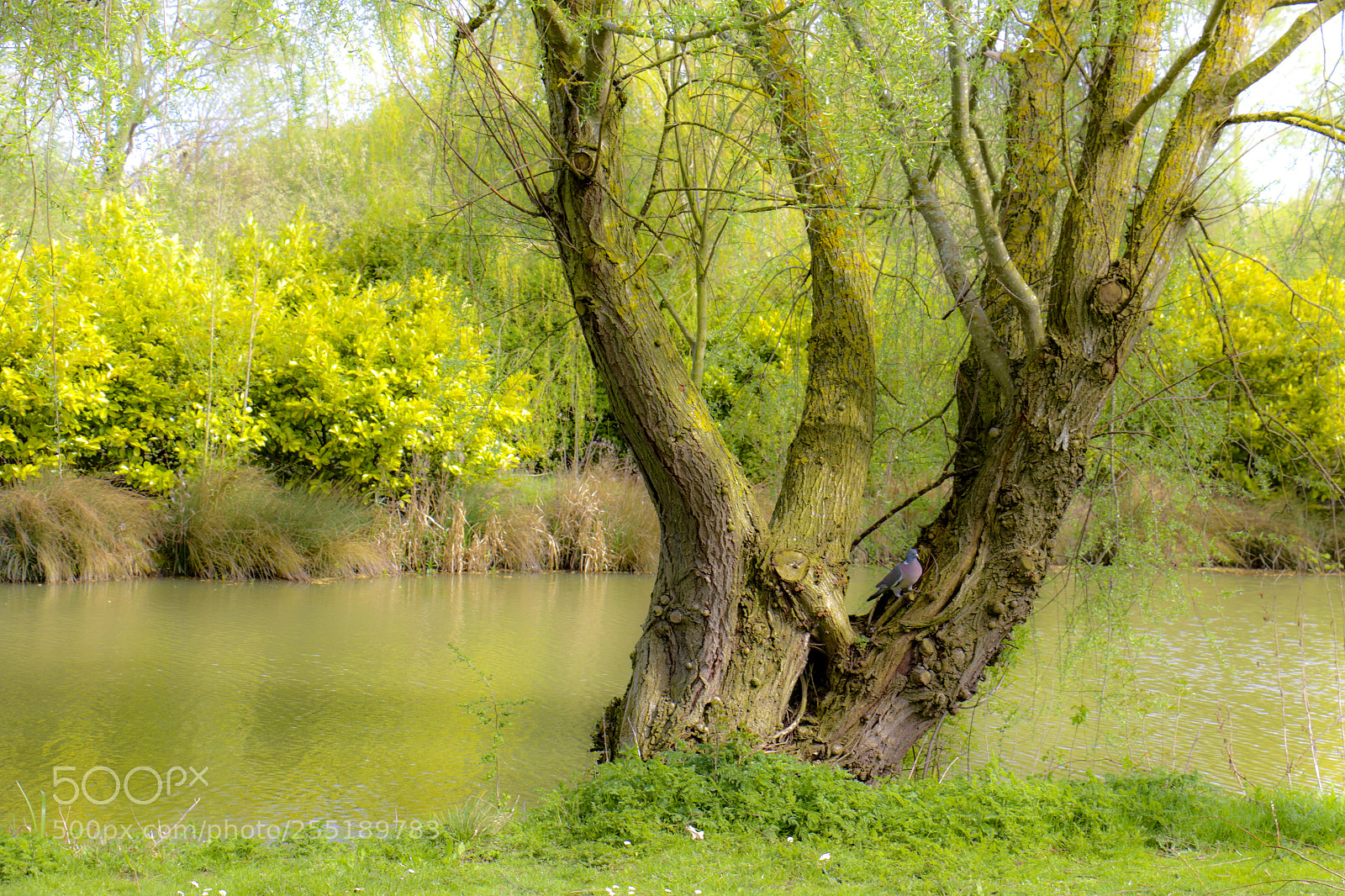 Canon EOS 70D sample photo. Lake 3 photography
