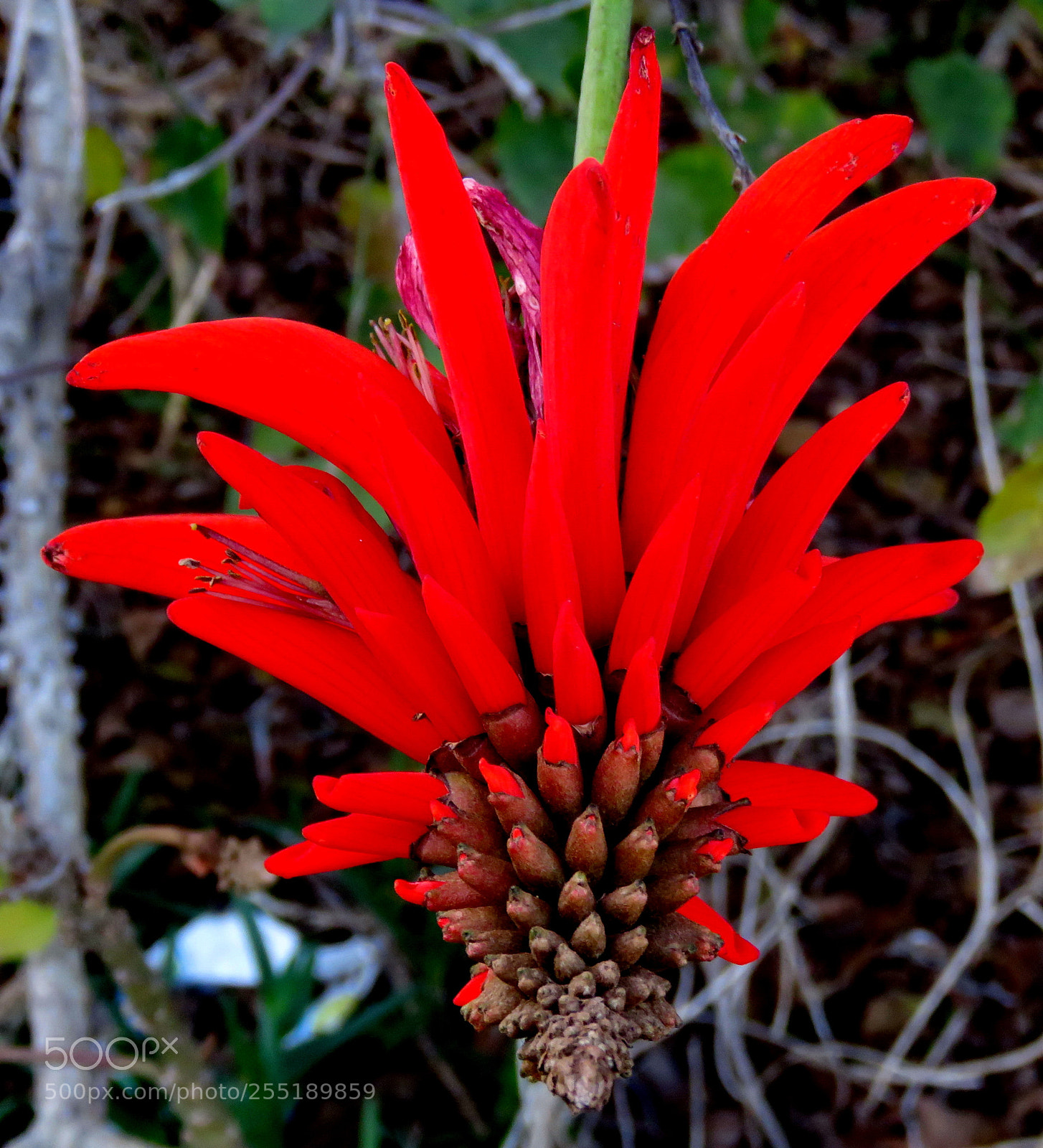 Canon PowerShot SX60 HS sample photo. A red pinecomb flower photography
