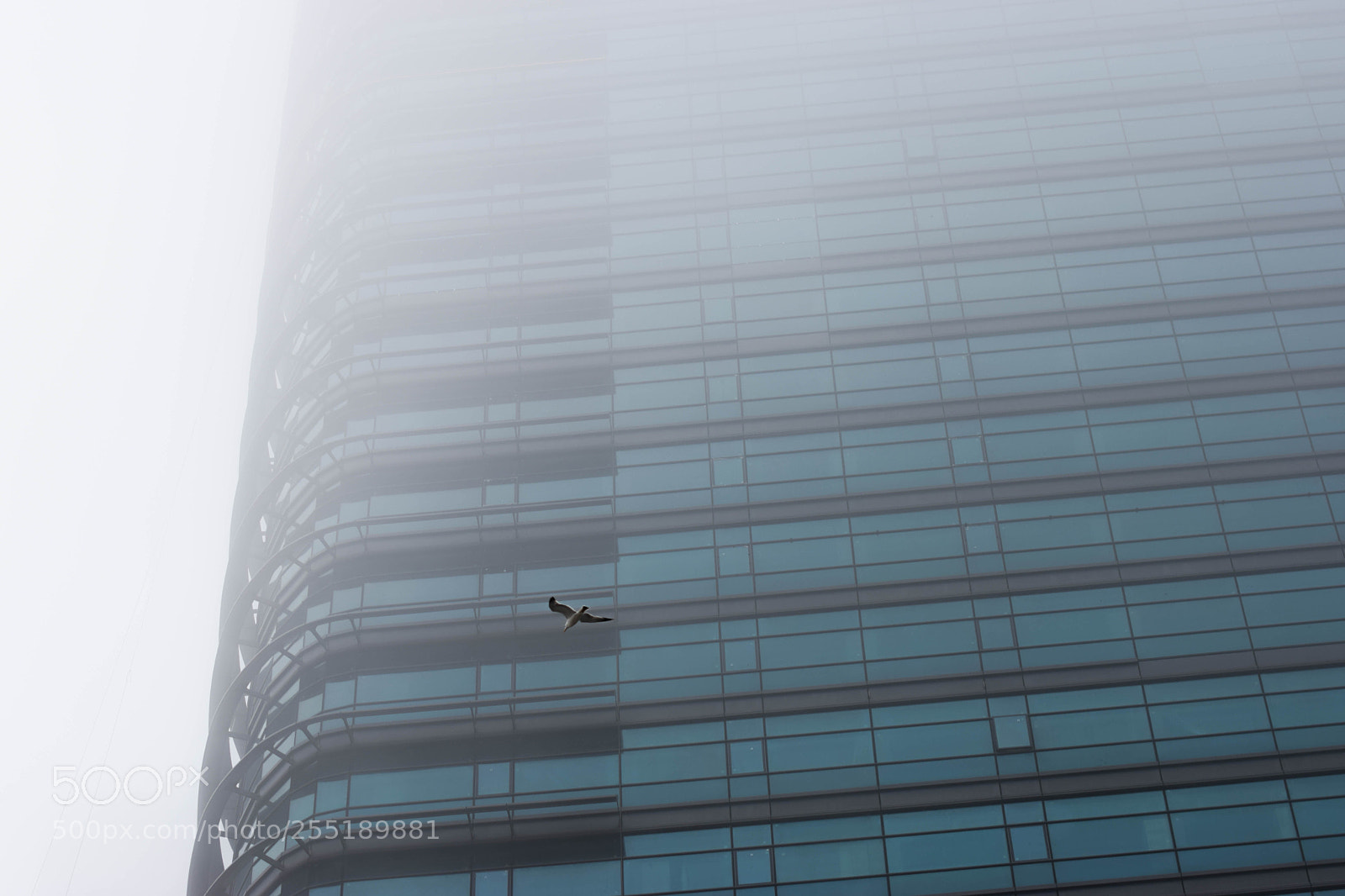 Nikon D5300 sample photo. Freedom photography