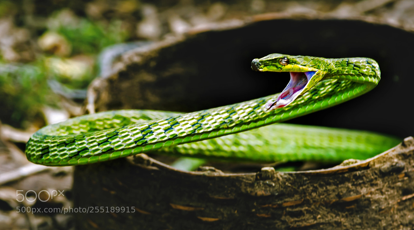 Nikon D800E sample photo. Green vine snake photography