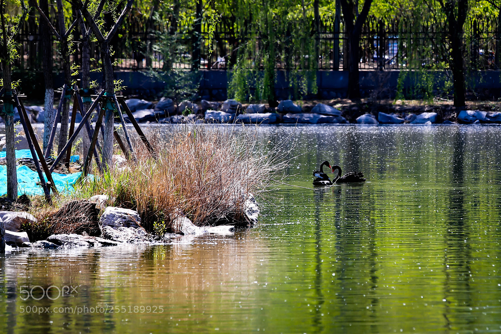 Canon EOS 6D Mark II sample photo. Parece la corazón photography