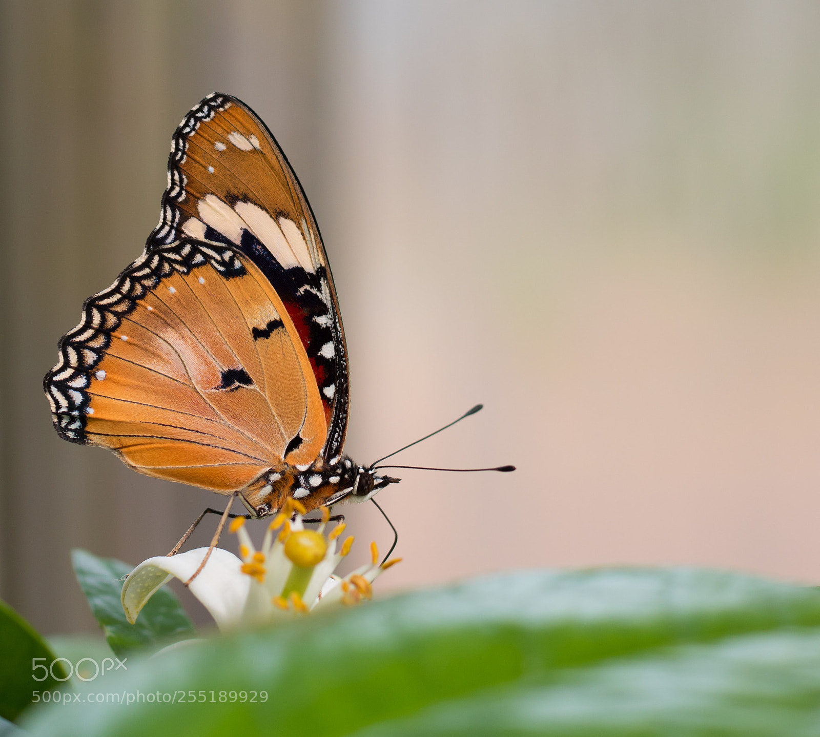 Canon EOS 750D (EOS Rebel T6i / EOS Kiss X8i) sample photo. Butterfly photography