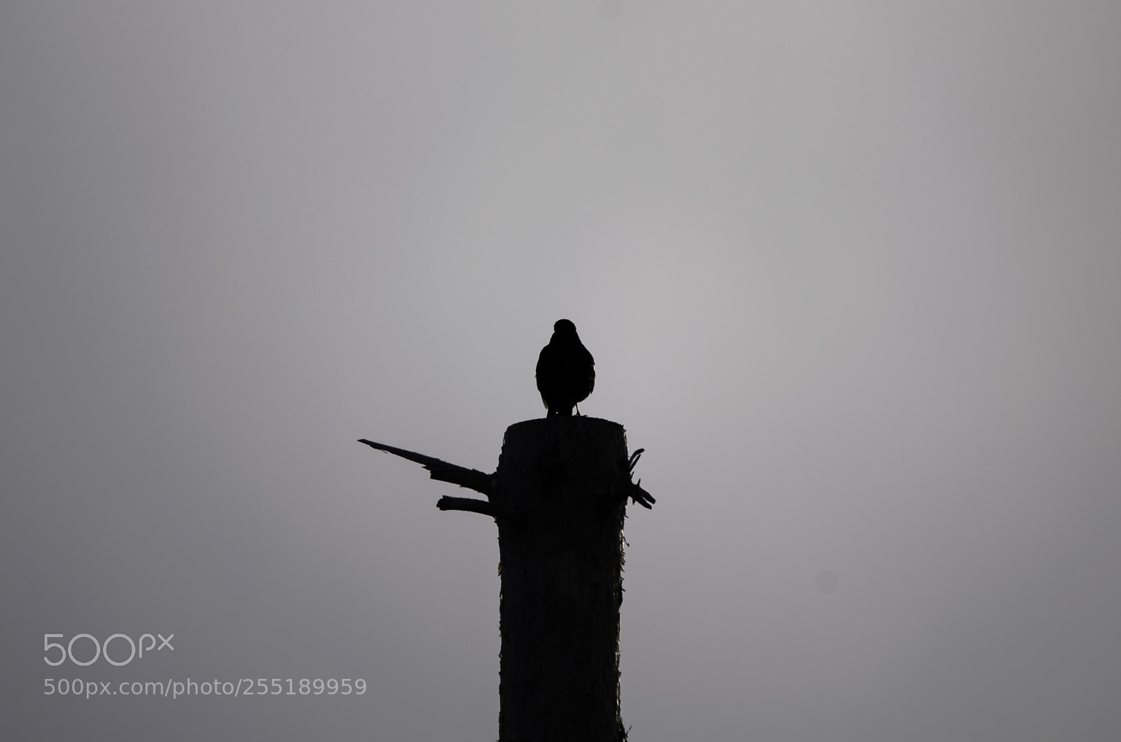 Nikon D5300 sample photo. Bird o photography