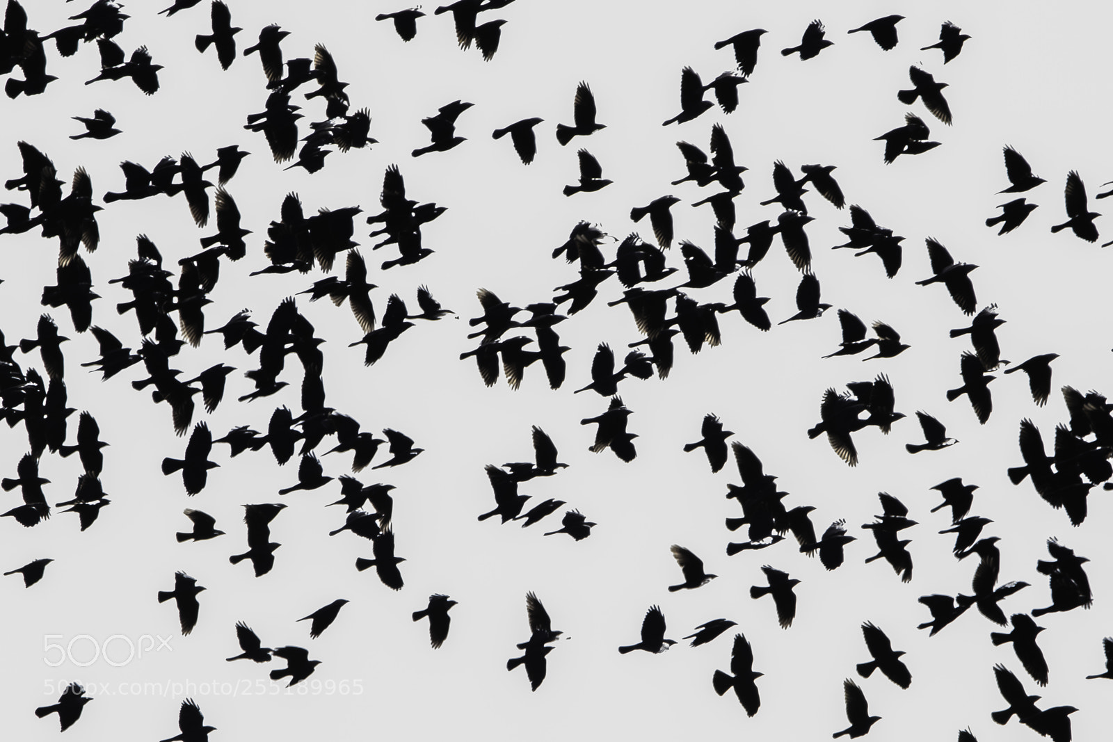 Nikon D5300 sample photo. Birds o photography
